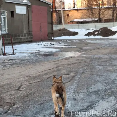 Пропала собака, Эжва