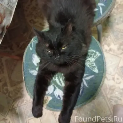 Пропал кот Пушок, район 7 Парковой