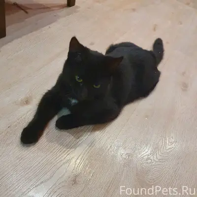 Пропала кошка Буся