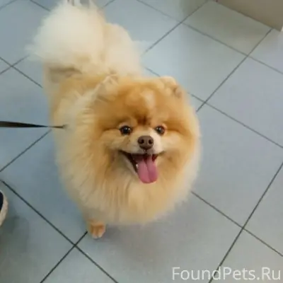 Пропала собака Куся, район Шевченко/Ставропольская