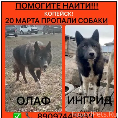 Пропали собаки Олаф и Ингрид, Копейск