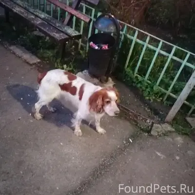 Найденна собака с ошейником, Смр, ул. Славянская