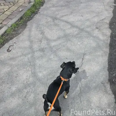 Найден пёс, район 3 школа, 29 километр