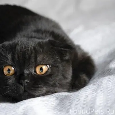 Пропала шотландская вислоухая кошка, ул. Пушкина