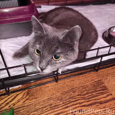 Найдена кошка, ул. Советской Армии д. 17