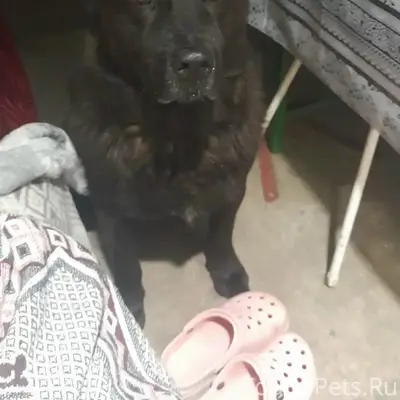 Пропал Мартин, село Докторово