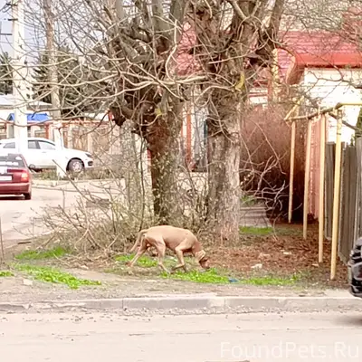 Пропала собака, район стадиона на первой
