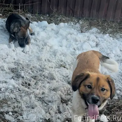 Найден пес, похож на бигля, Шатурский район