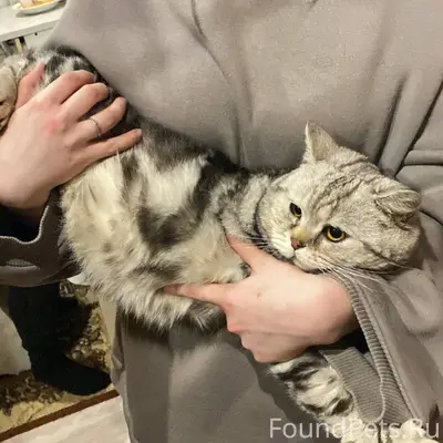 Найден кот, ул. Ленина