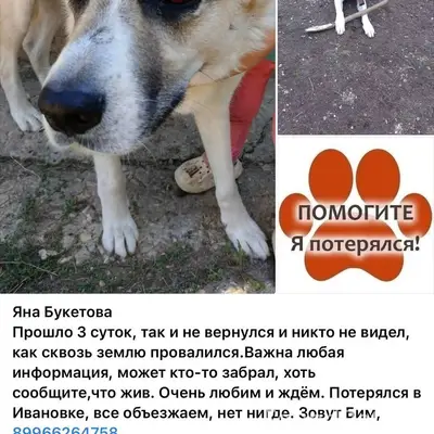 Пропал пес Бим, Ивановка