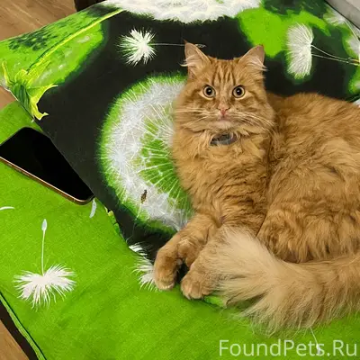 Пропал рыжий кот Барсик, 7 км