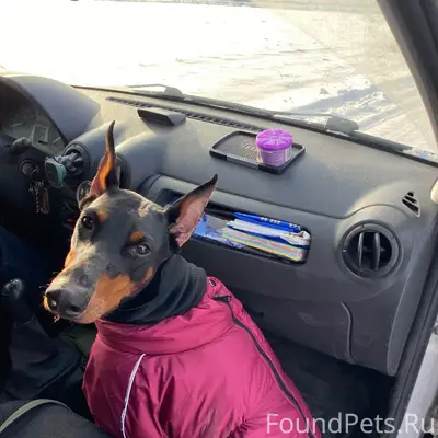 Пропала собака Бара, Рижский район