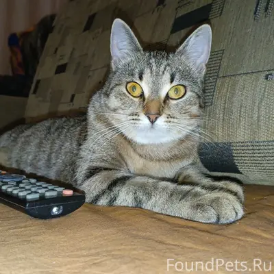 Пропала кошка Крис, Высоковск