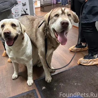 Найден метис хаски и шарпея, Электросталь