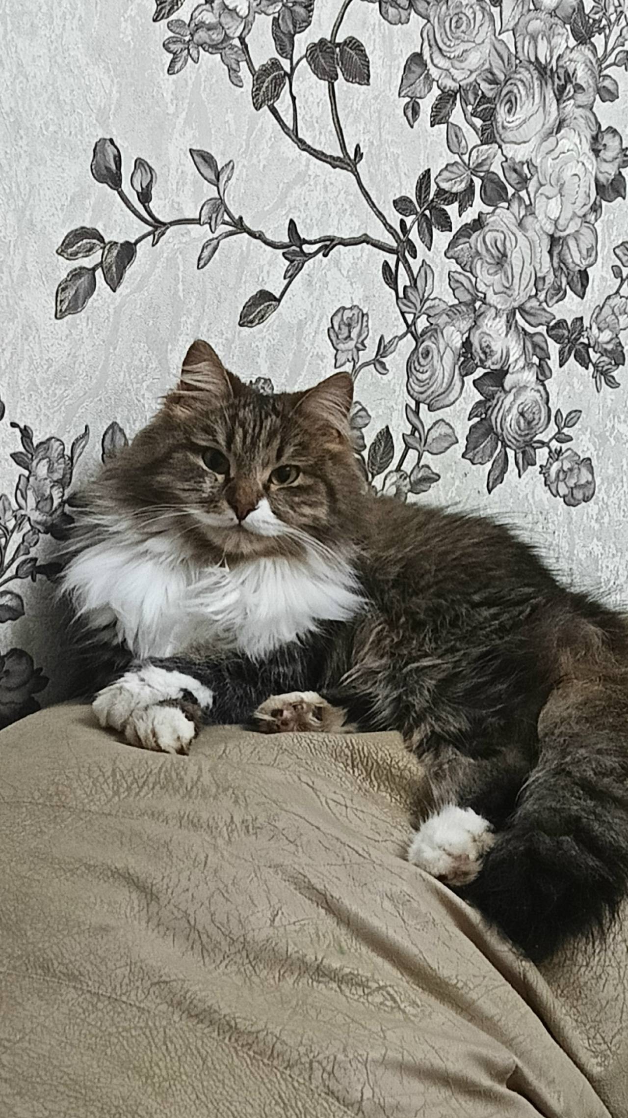 Пропал кот Кокос, улица Гоголевская, г. Борисоглебск