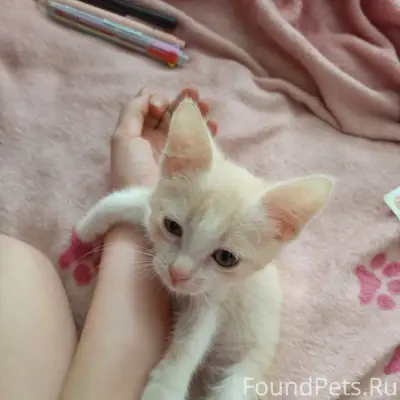 Пропал котёнок, Камышин