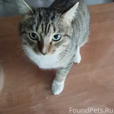 Пропал кот Тигруля