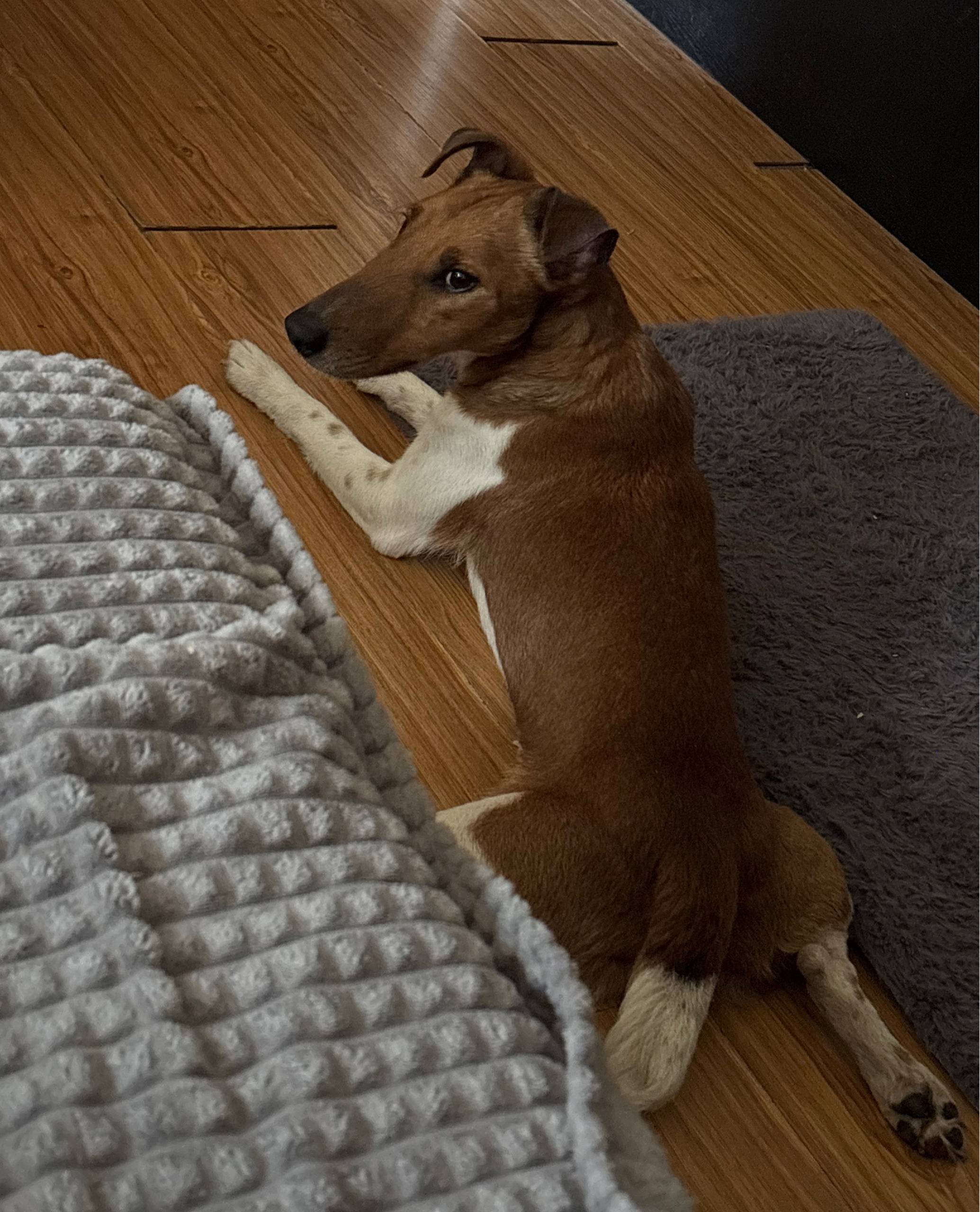 Найден пёс, проезд Лакина 2