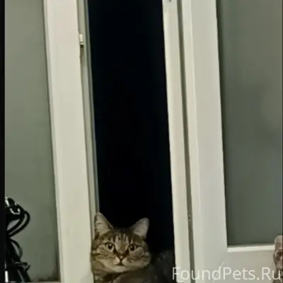 Пропала кошка Судьба, район пищевиков 17а, Воркута