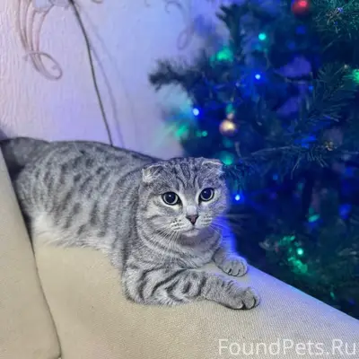 Пропала кошка Бэтти, Дальний Лесохим