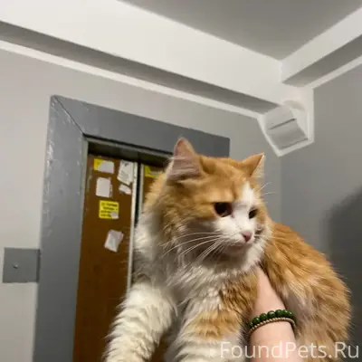Найдена кошка, Пр-кт Кирова 409