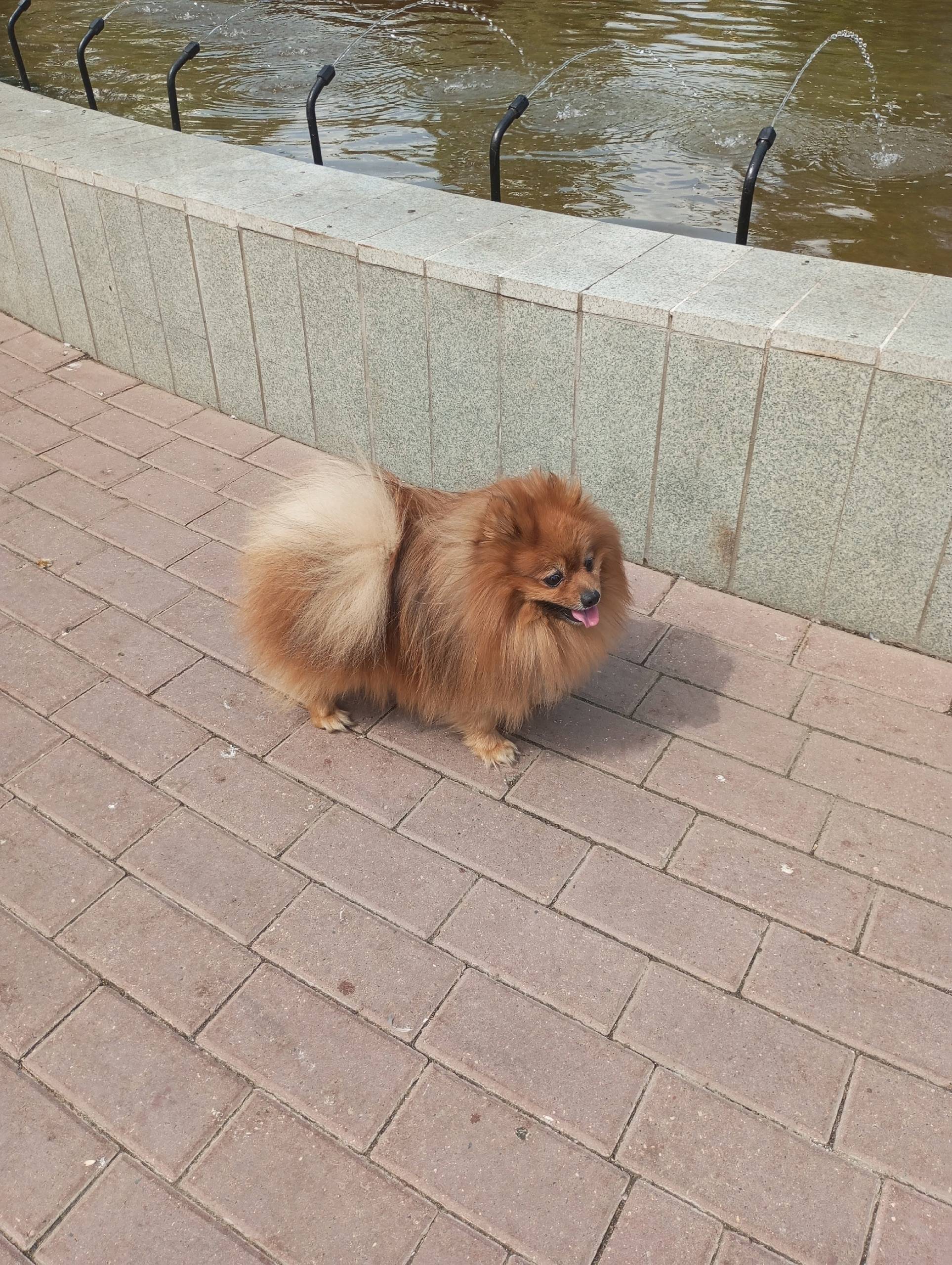 Пропала померанский шпиц Тиша, проспект Толбухина