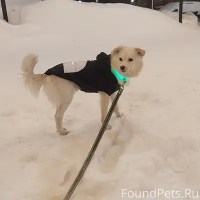 Пропал кобель, район Шатуры, Челябинск