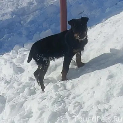 Пропал щенок Раф, Беломестное