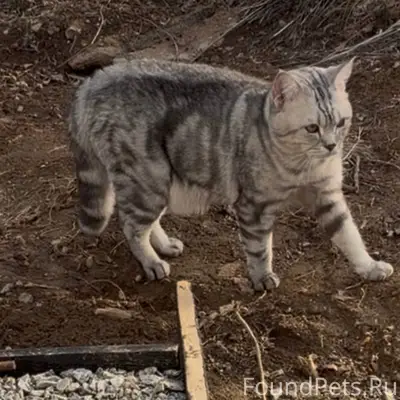 Пропал кот Вася, Георгиевские Дачи