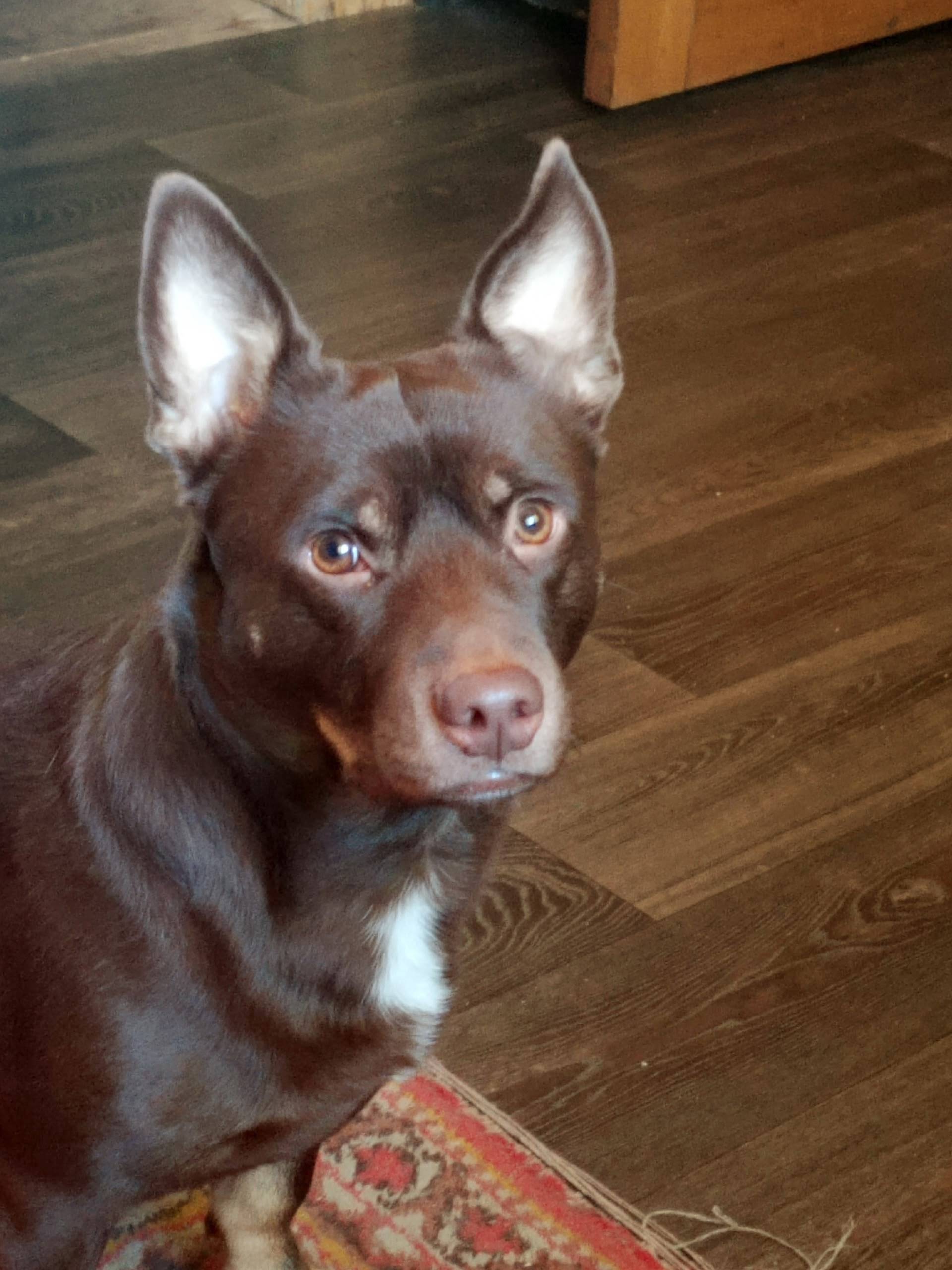 Пропал пёс Тибет, ул. Садовая