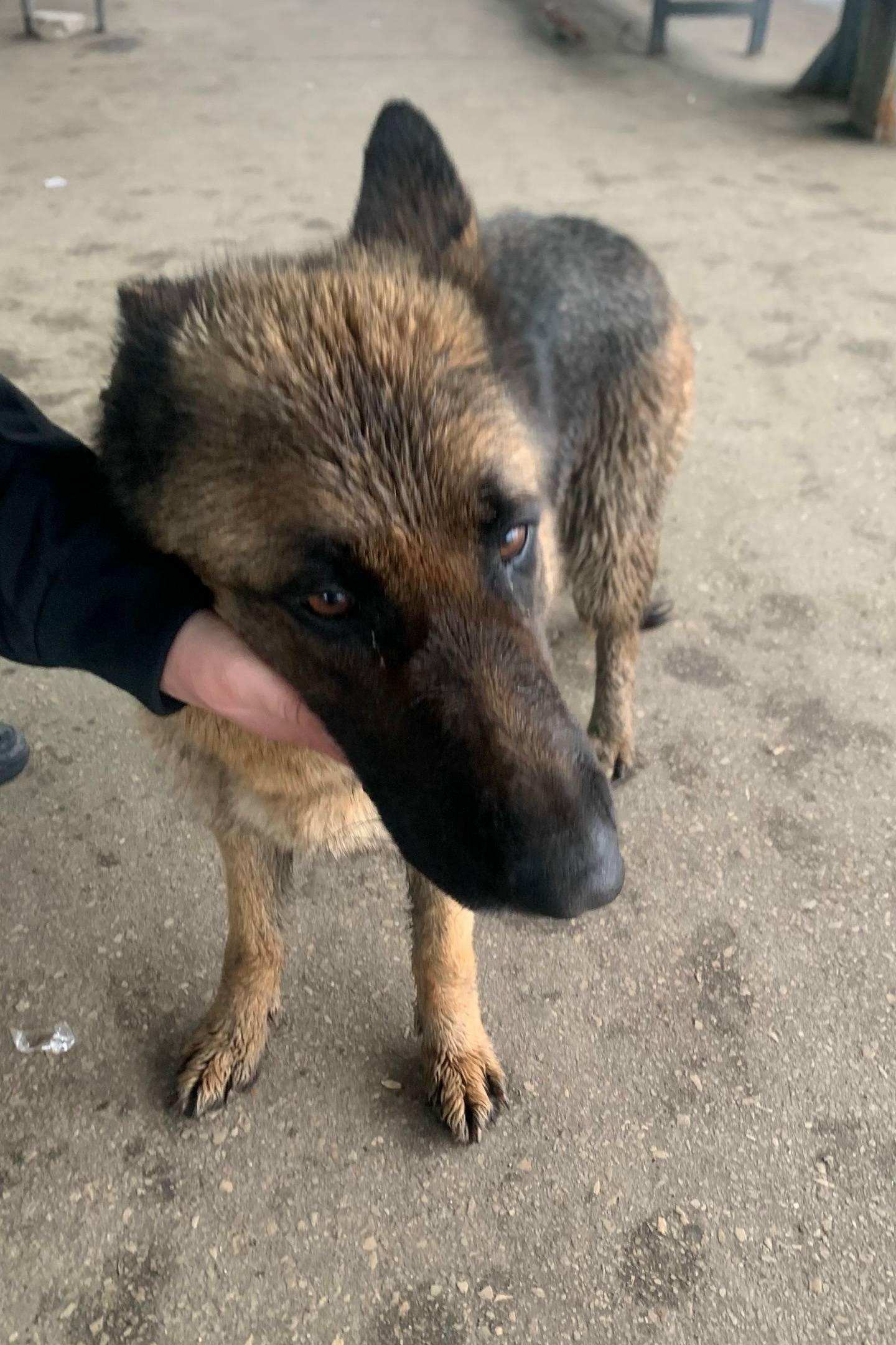 Пропал домашний пёс, Нижняя автостанция на ул. Ленина