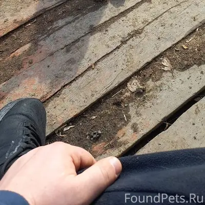 Пропала немецкая овчарка Багира