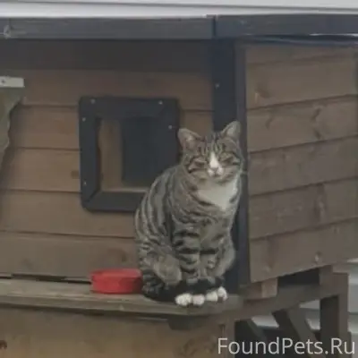 Пропал кот Серый, район Совхоза