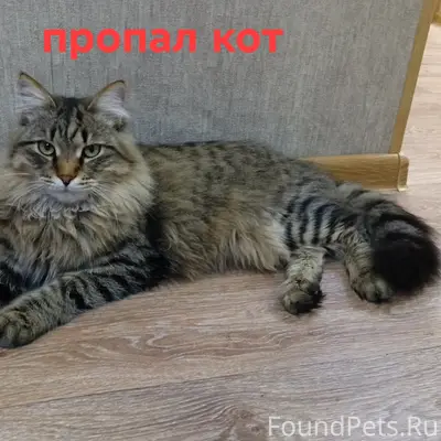 Пропал кот Василий, район ул. Строителей