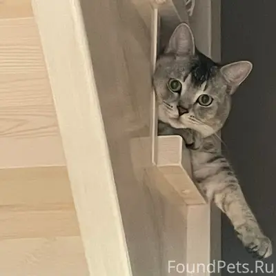 Пропал кот, район Холмы