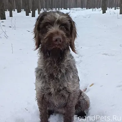 Пропали собаки, село Незнамово