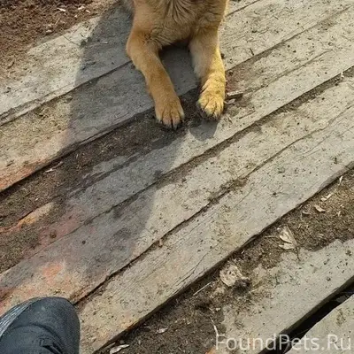 Пропала немецкая овчарка Багира