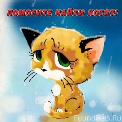 Пропали котята, Северодвинск