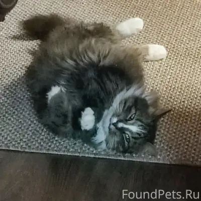 Пропал кот, снт Русская Усадьба
