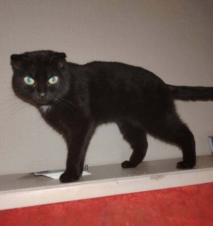 Пропала кошка Моника, район Ломоносова 21