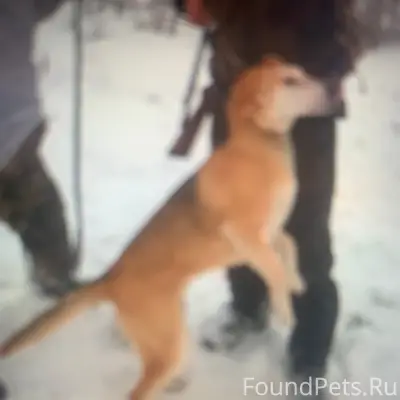 Пропала Русская гончая, район М Песочная - Мира