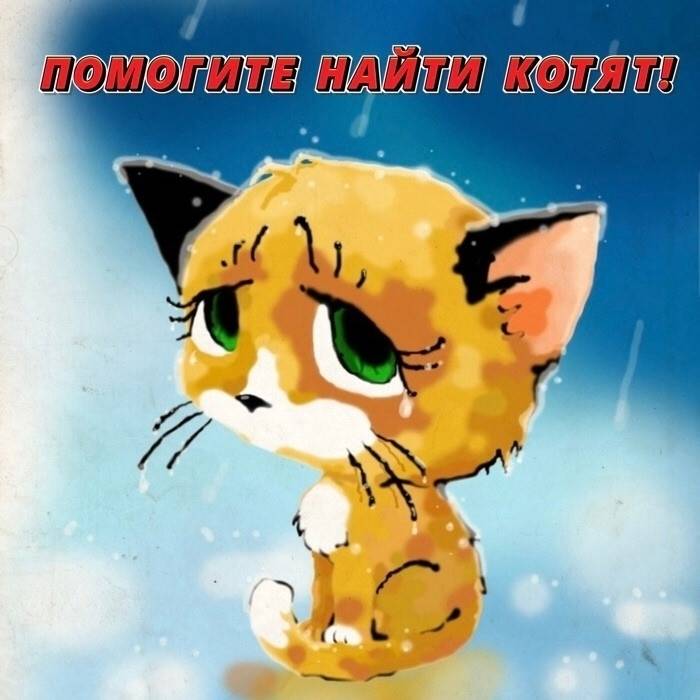 Пропали котята, Северодвинск