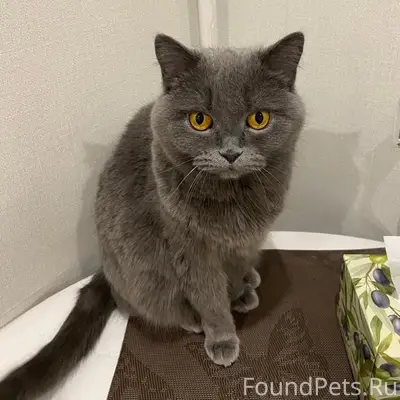 Пропала британка Ася, около Курако 29