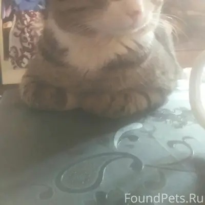 Пропал кот Семён, Ялта