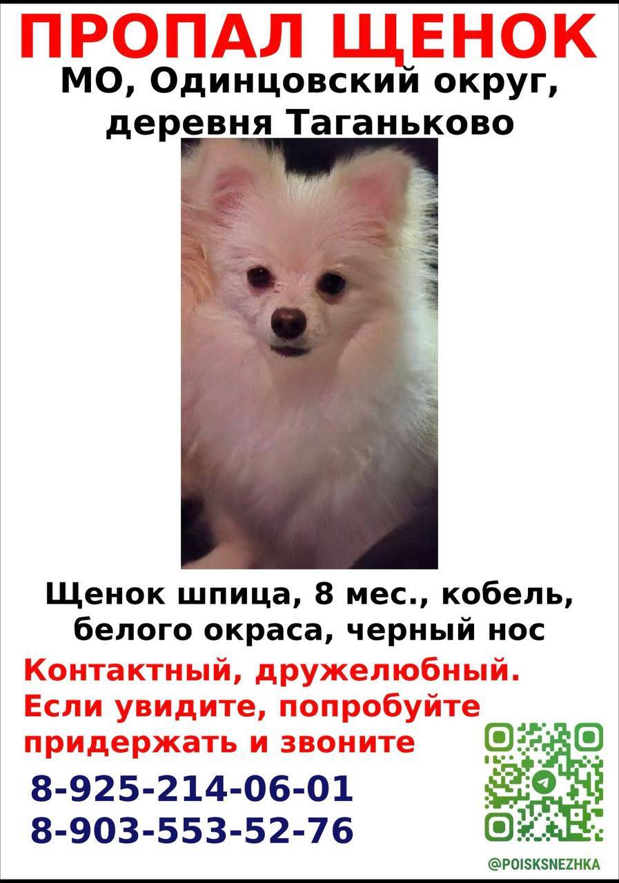 Пропал щенок шпица