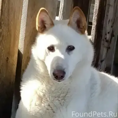 Пропала собака Умка