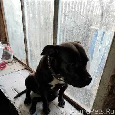 Найдена собака