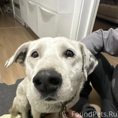 Найден кобель, белый с чёрным пятном, Невский район