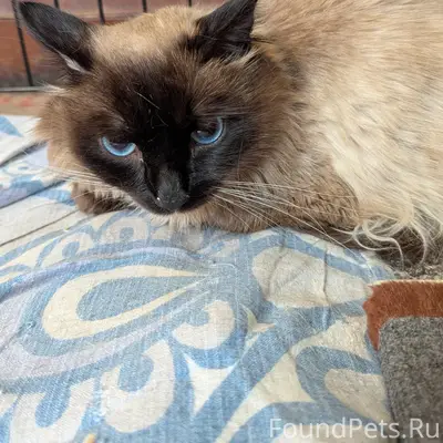 Найдена кошка, [место не указано]
