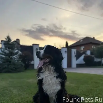 Пропал бернский зенненхунд Барон, СитиМолл